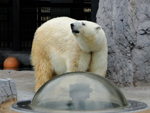 ③旭山動物園